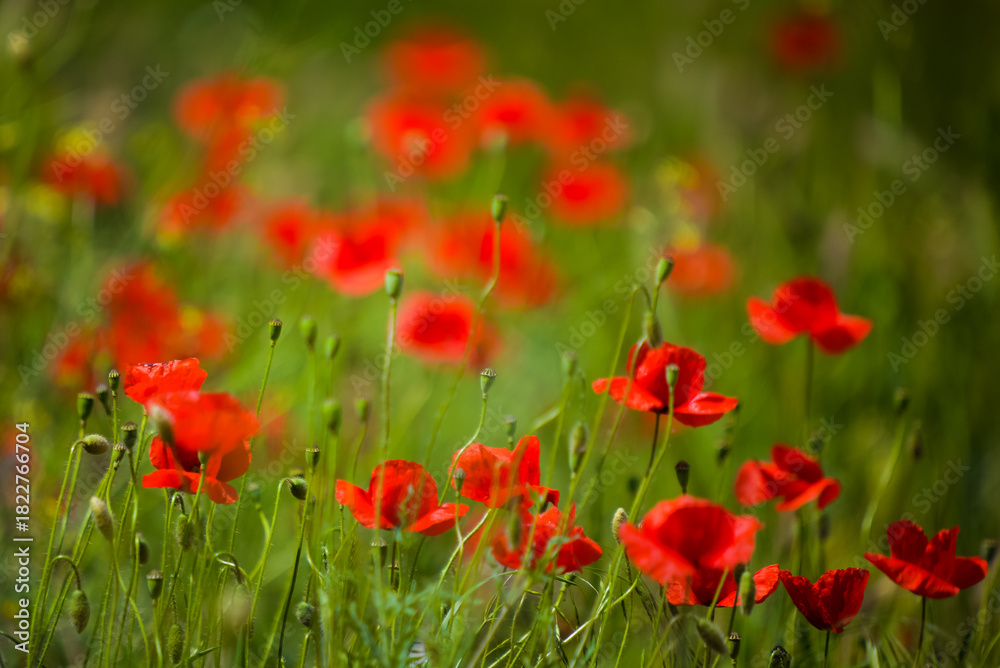 Naklejka premium Red poppies growing in a vibrant green field