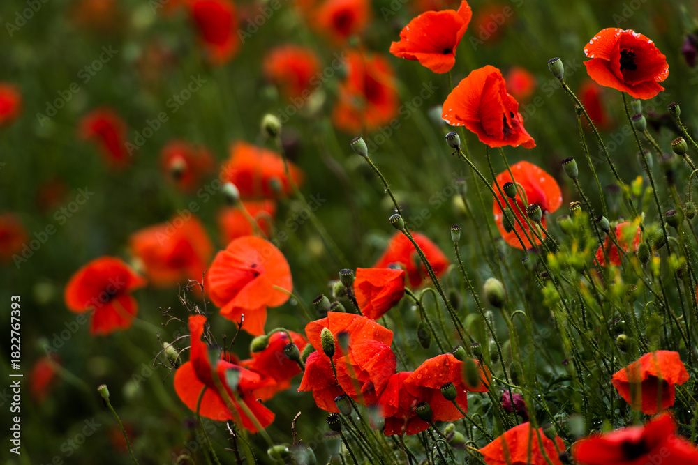 Naklejka premium Red poppies blooming in green summer field