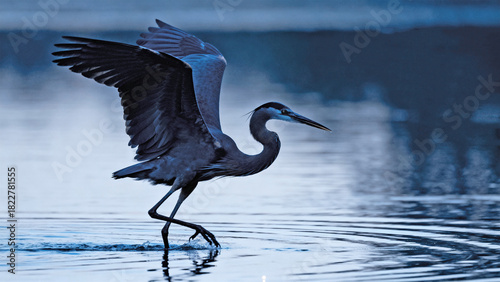 Stealth Mode - A blue heron sneaking up on his prey