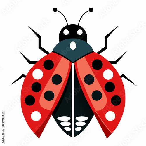 Geometric ladybug with red spotted elytra and white spotted abdomen on white insect beetle