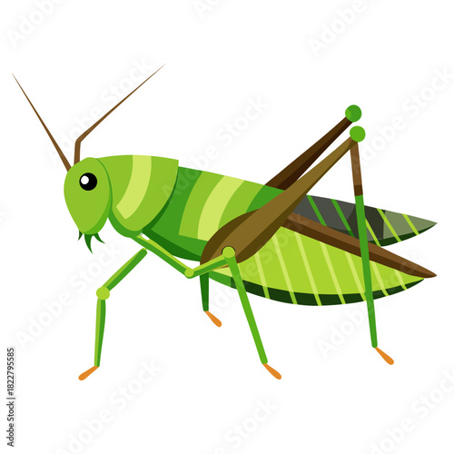 Green grasshopper insect illustration on white background Keywords: grasshopper, insect, bug, green, nature, wildlife, animal, macro, entomology