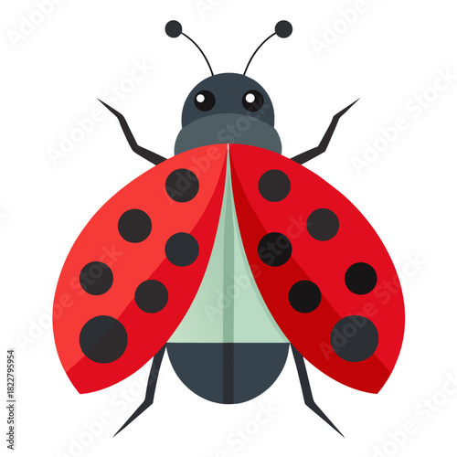 Simple geometric ladybug with light green abdomen and red spotted elytra insect beetle