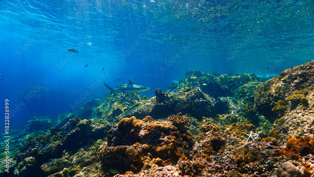 Naklejka premium Underwater photography of a Blacktip reef shark in rays of sunlight. Off the coast of the island Koh Lanta in Thailand. 
