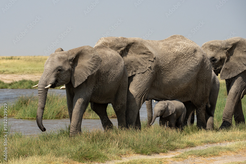 Fototapeta premium Herd of large elephants escorting a baby