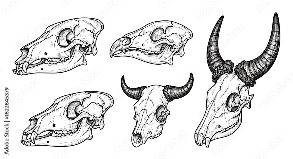 Obraz premium Animal Skulls Illustration