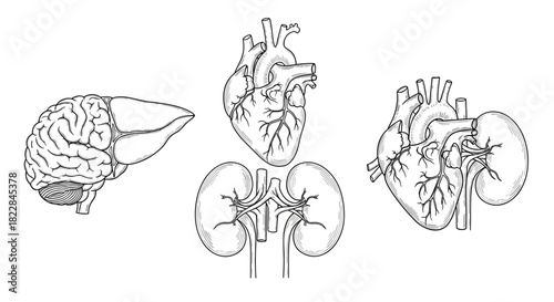 Human Internal Organs Anatomy Sketch