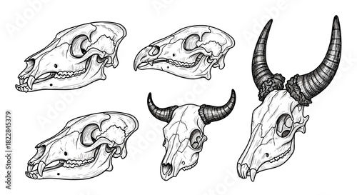 Animal Skulls Illustration
