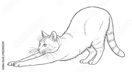 Graceful domestic cat stretching elegantly, capturing its natural agility and playful spirit.