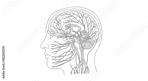 Detailed human brain illustration showcasing neural networks for medical education and research