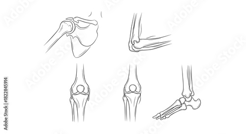 Detailed skeletal joint anatomy illustrations for medical study & educational resources project