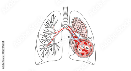 Detailed lungs anatomy illustration for medical learning and healthcare promotion needs
