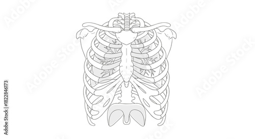 Detailed skeletal chest anatomy illustration for medical education and healthcare visualization