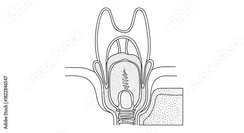 Detailed anatomical illustration of the human larynx for medical education and training resources