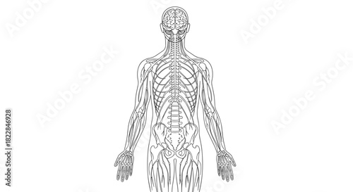 Detailed anatomical illustration showcasing the human nervous system for medical study & education