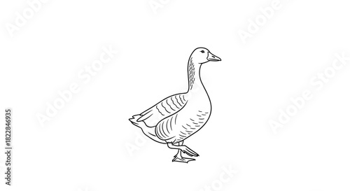 Elegant goose illustration, perfect for nature guides, farm branding, or children's books