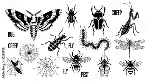Collection of Vintage Insect Illustrations Bugs Butterflies Beetles Spiders Praying Mantis Dragonfly Centipede Flies and Bees