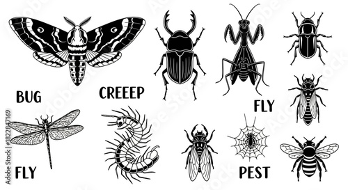 Collection of Black and White Insect Illustrations Moth Beetle Praying Mantis Fly Dragonfly Centipede Spider Bee