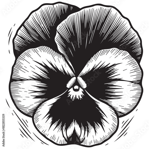 Black and white woodcut style pansy flower illustration