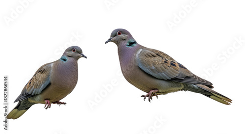 Wallpaper Mural Pair of Pigeons Standing on Surface. Torontodigital.ca