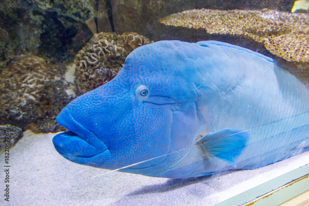 Fototapeta premium ナポレオンフィッシュ, メガネモチノウオ, Napoleon fish, Humphead wrasse, ベラ科, 那覇空港, NAHA Airport, 沖縄県, OKINAWA pref,
