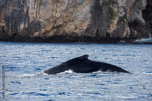 A large humpback whale peduncle arching above the ocean's surface near the edge of a steep coastline in the Vava'u Islands of the Kingdom of Tonga. 