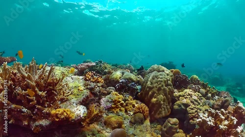 Wallpaper Mural Tropical fishes and coral reef at diving. Underwater world with corals and tropical fishes. Torontodigital.ca