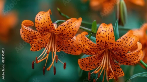 Two vibrant orange tiger lily flowers with black spots are in full bloom against a blurred green backdrop