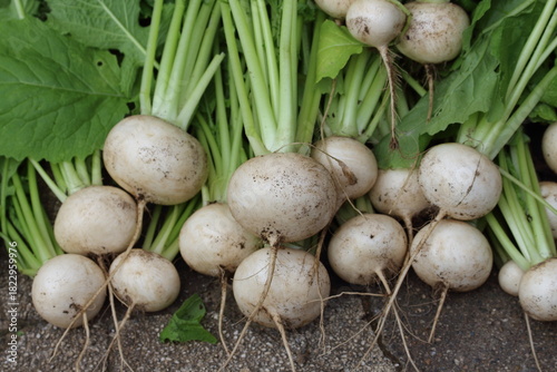 シンプルに描かれた採れたてのカブの素朴な美しさ