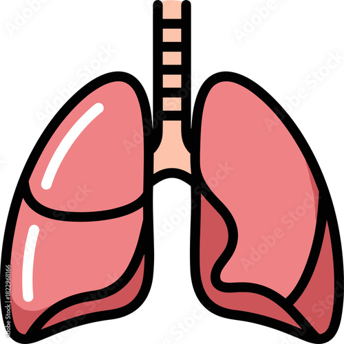Human lungs anatomy illustration isolated on transparent background for medical and educational purposes showing detailed structure and shape of respiratory system organs