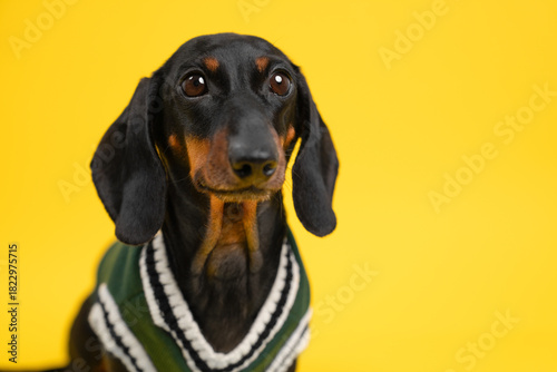 A black and tan dachshund dog dressed in a green and white sweater sits against a bright yellow background, looking directly at the camera with alert expression