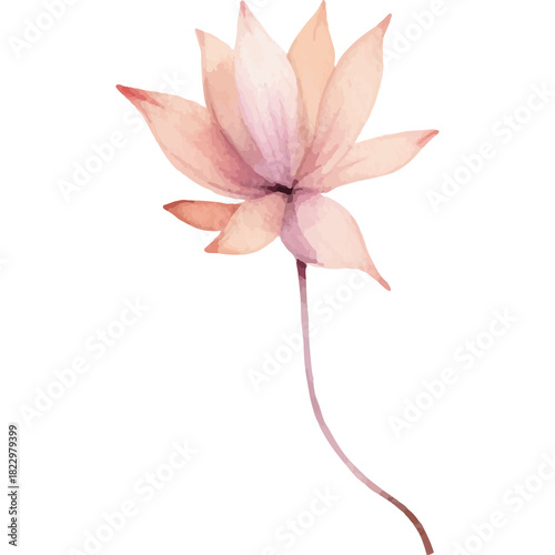 Delicate Peach Colored Lotus Flower with a Slender Stem Isolated on a Transparent Background Watercolor Style