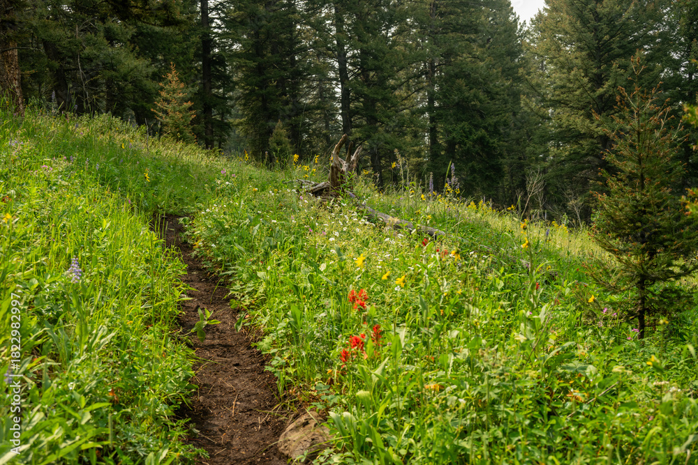 Naklejka premium Muddy Trail Snakes Through Field Of Wild Flowers