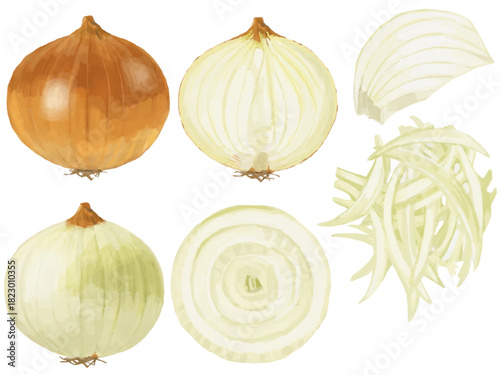 タマネギのいろいろな切り方セット ベクターイラスト