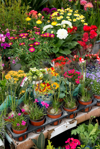 Wallpaper Mural Close-up view of a beautiful assortment of flowers at a Busan flower shop, highlighting their vibrant colors and lush foliage Torontodigital.ca