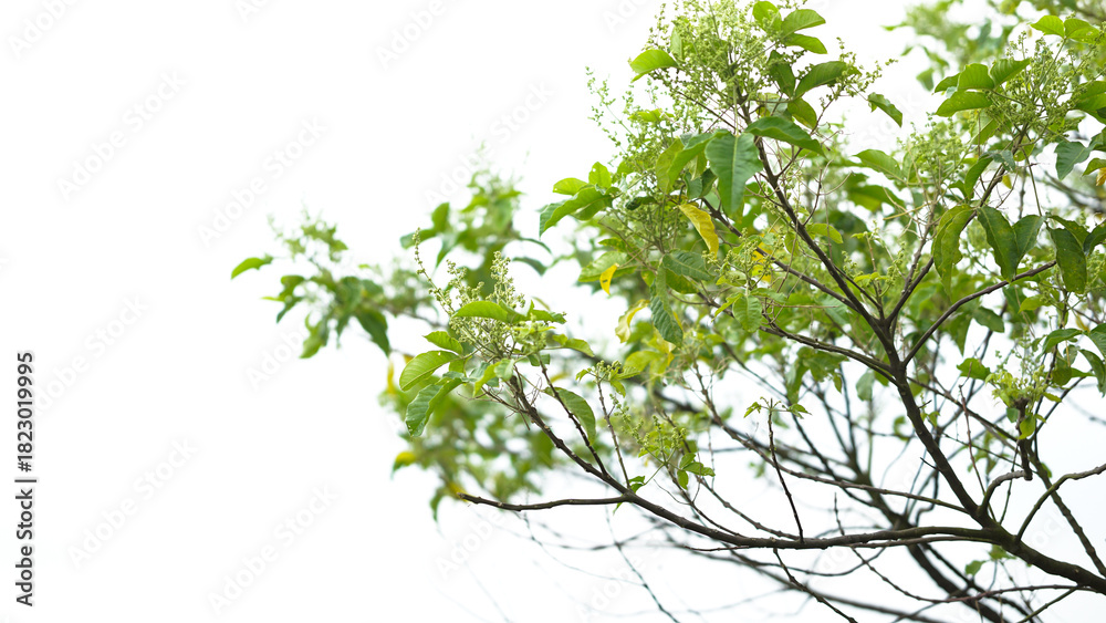 Obraz premium Isolated Tree Branch with Fresh Green Leaves and Small White Flowers on a Pure White Background