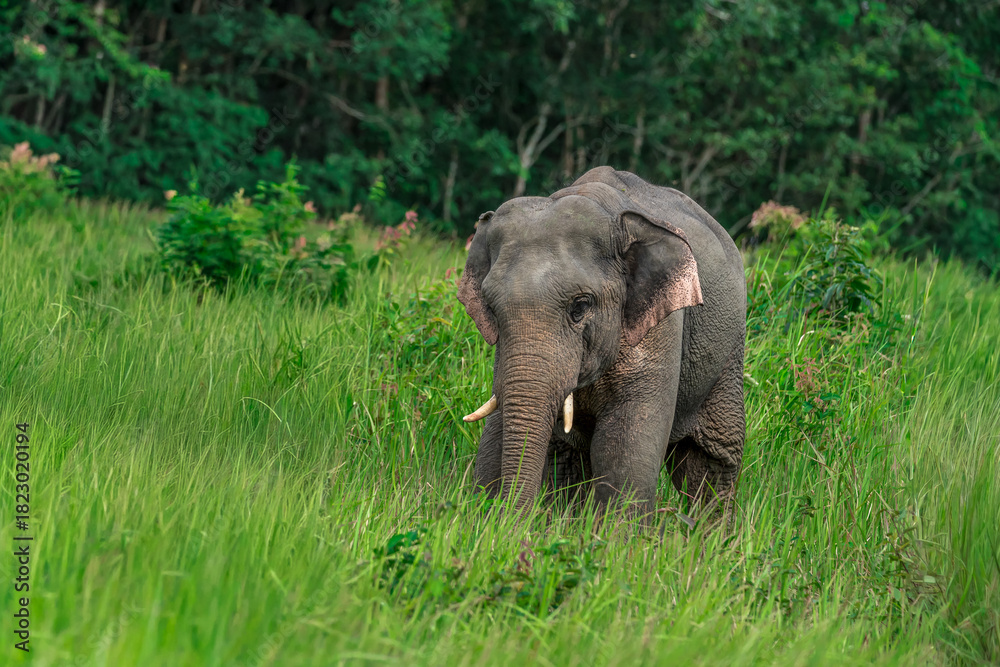 Fototapeta premium Its body is gray, its snout is called the trunk. The trunk of the Asian elephant has only one beak. Nakhon Ratchasima, Thailand.