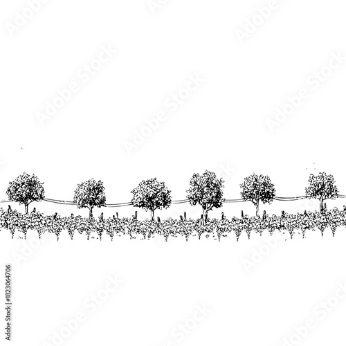 A handdrawn illustration of a vineyard with trees, showcasing a simple yet elegant design isolated on