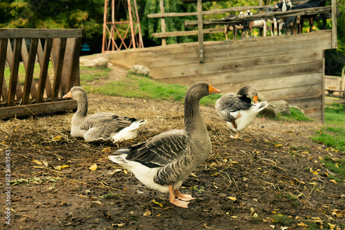 Fotografi Peaceful gaggle of geese at a farm, enjoying the idyllic countryside day
