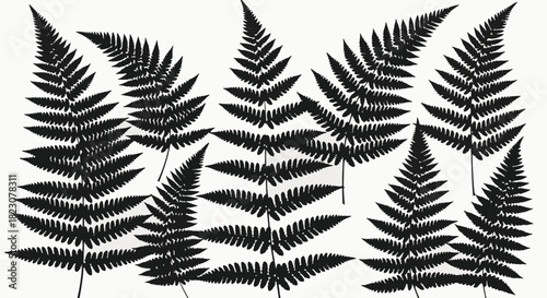 Several fern fronds silhouetted in black against a white background. The ferns have a classic, detailed leaf structure.