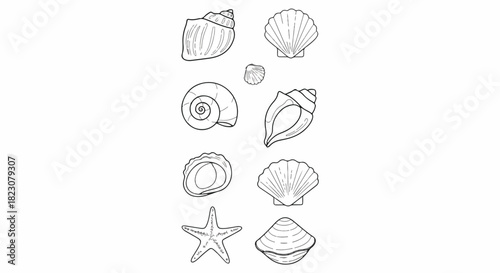 Black & white line art of various seashells and a starfish arranged vertically. Marine life theme with a simple, minimalist style, great for coloring pages.