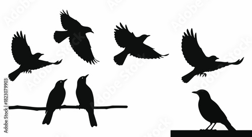 A collection of bird silhouettes in various poses; some flying, some perched. The image uses a solid black fill against a white background.