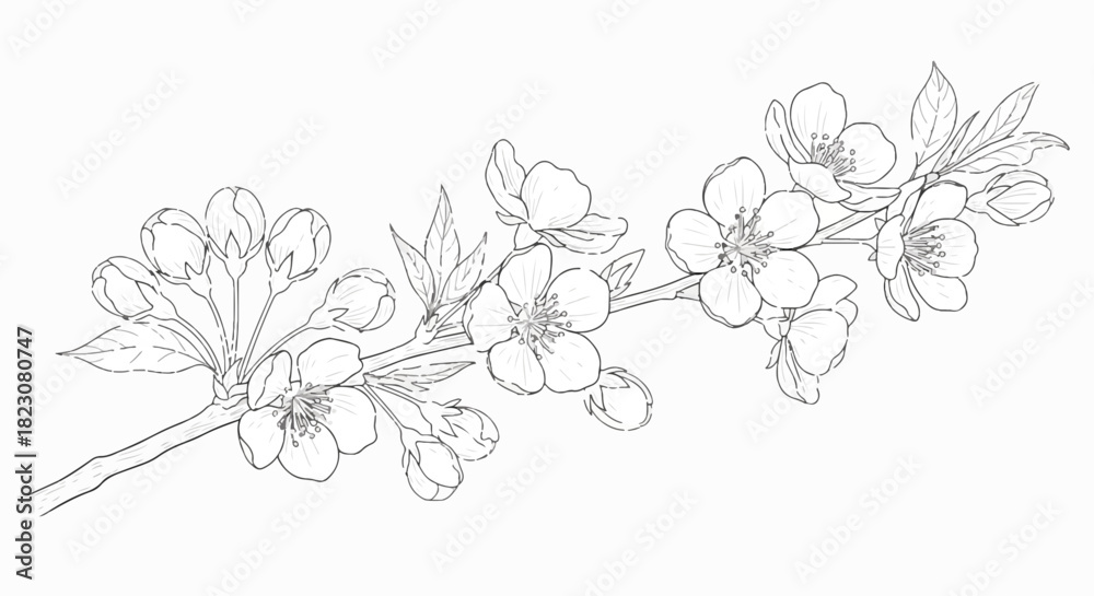 Fototapeta premium Elegant line art illustration of a blossoming branch with flowers, buds, and leaves. Delicate details create a graceful floral motif.