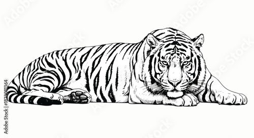 A black and white drawing of a tiger lying down, facing forward. The tiger has stripes and a watchful gaze.