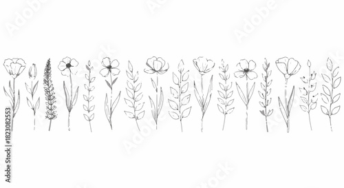 A row of various outlined flowers and leaves, drawn in a simple, elegant style. The plants are arranged in a horizontal composition.