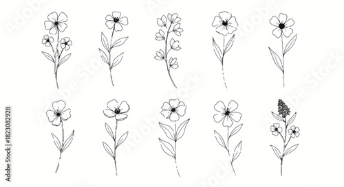 Line art collection of various simple floral designs. Black and white flowers and stems on a white background. Elegant and minimalistic style.