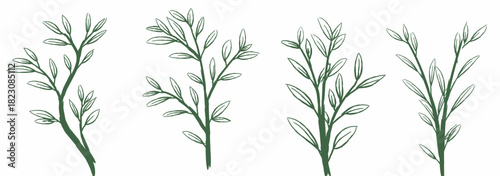 Abstract Plant Stems Line Art Illustration
