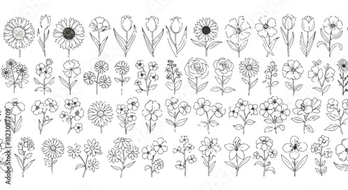 An array of minimalist floral line art illustrations displayed in rows. Various flower types are shown, creating a clean and delicate botanical composition.