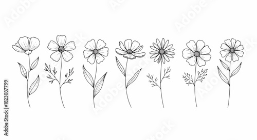 Line art illustration showing a row of seven flowers. Each is slightly different, with varying petal shapes and leaf styles. Simple, delicate botanical design.