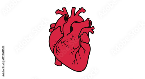 Stylized Heart Illustration Symbol of Love, Health, and Anatomy