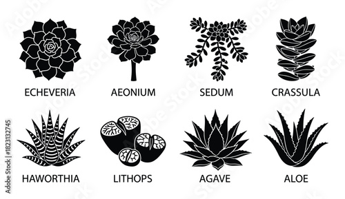 Succulent plants, agave, aloe and desert cacti black silhouettes collection with names
